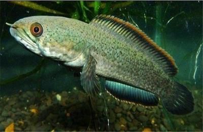 長興雨軒水族館：湖州長興雨軒水族館 全國觀賞魚市場