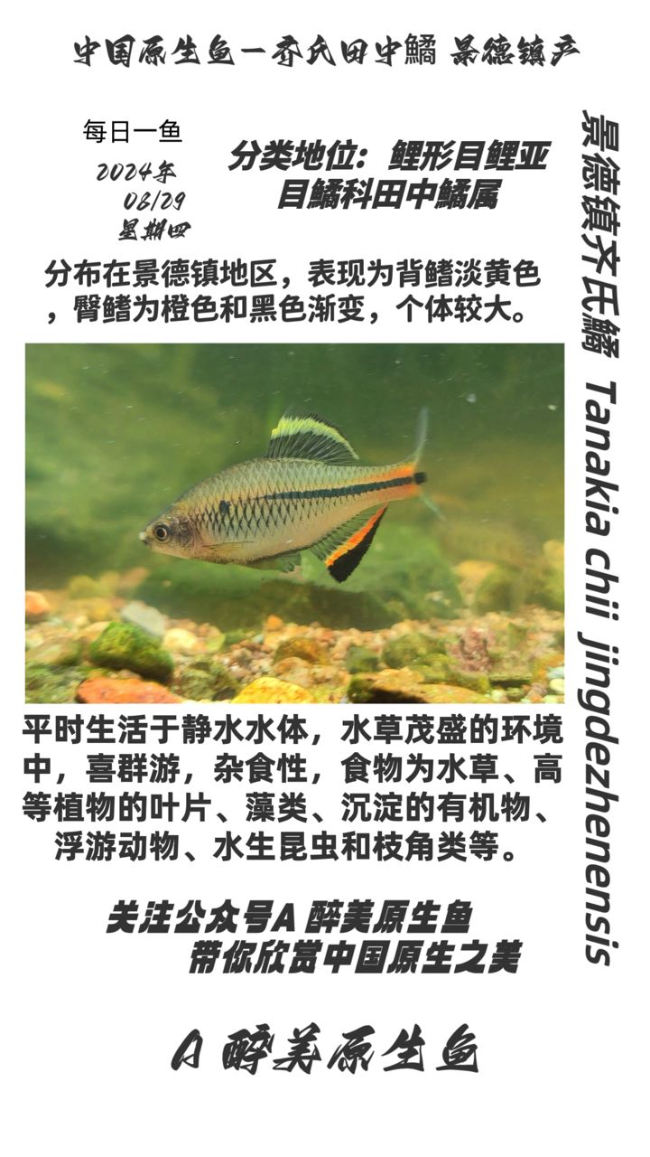 景德鎮(zhèn)齊氏鱊：景德鎮(zhèn) 觀賞魚論壇