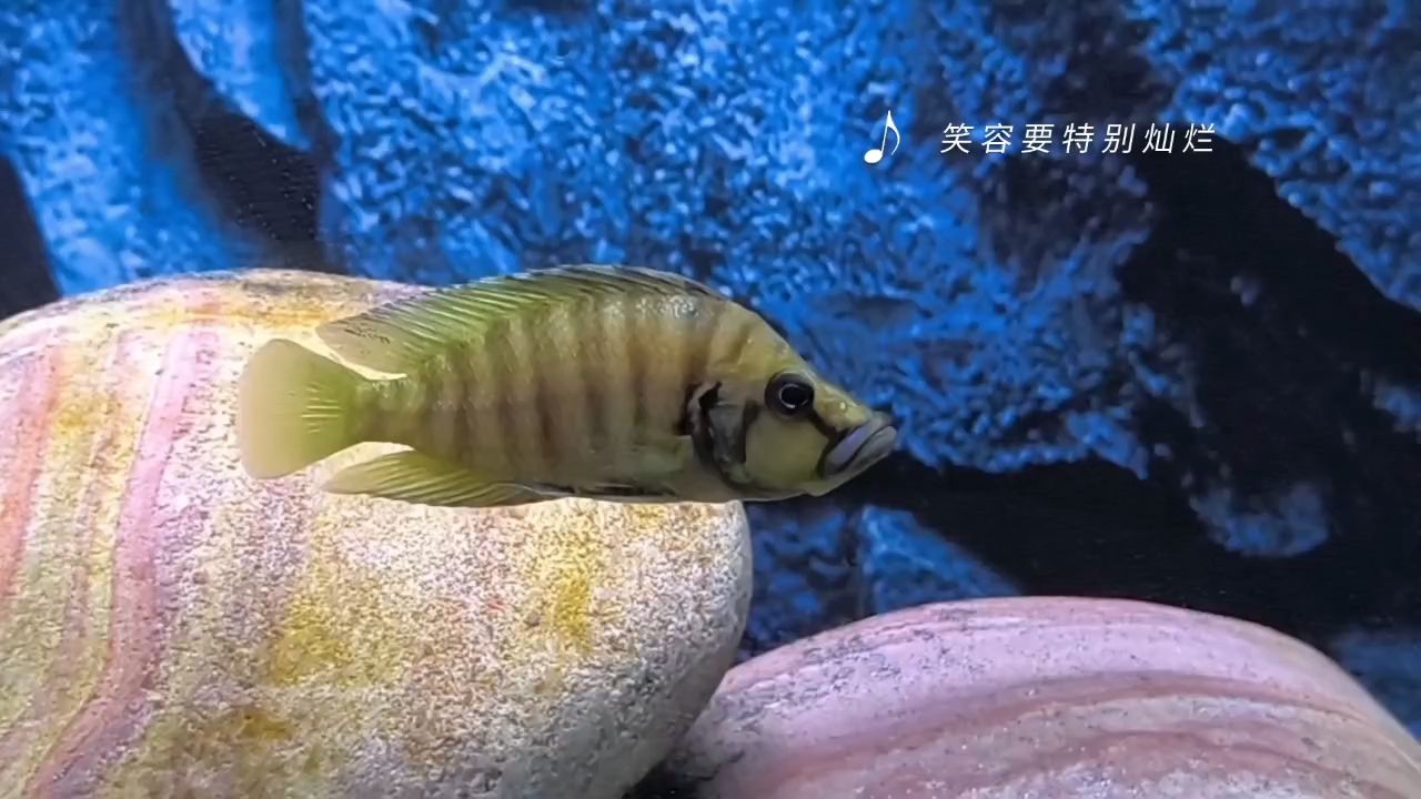 魚生短暫，余生很貴：黃金虎12+,沙漠綠洲