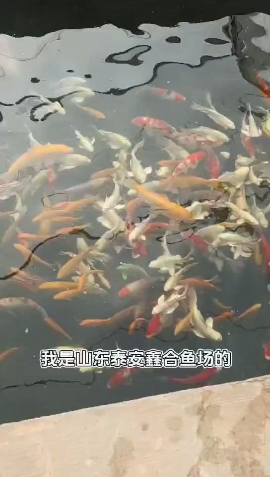 觀賞魚錦鯉魚冷水淡水魚【@龍巔小助手喜歡錦鯉魚的關注一下我奧】