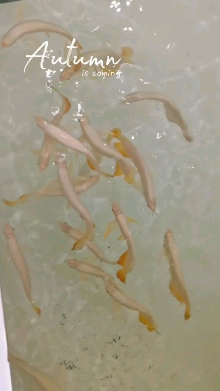 水幕金，小魚【水幕金追求自然發(fā)色從小魚開始層層篩選】