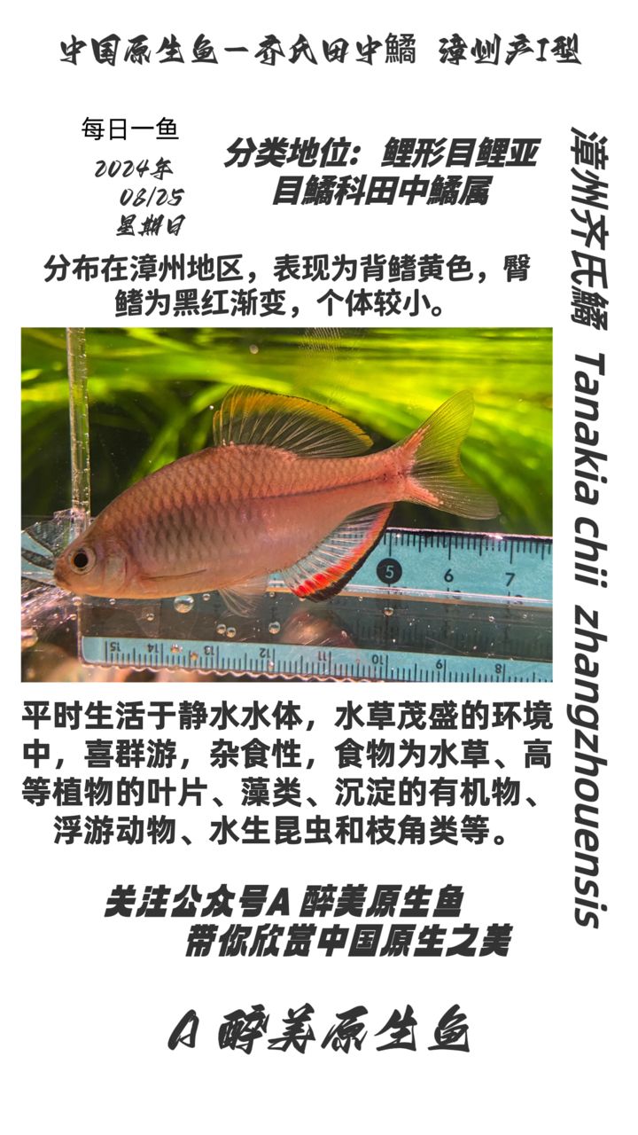 漳州齊氏鱊【漳州老流域】 觀賞魚(yú)論壇