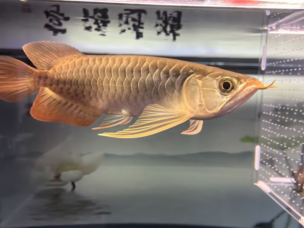 堅(jiān)持愛(ài)好！【每天早上各喂一次，早上飼料，晚上凍蝦小魚，虎魚一天一次】 觀賞魚論壇 第1張