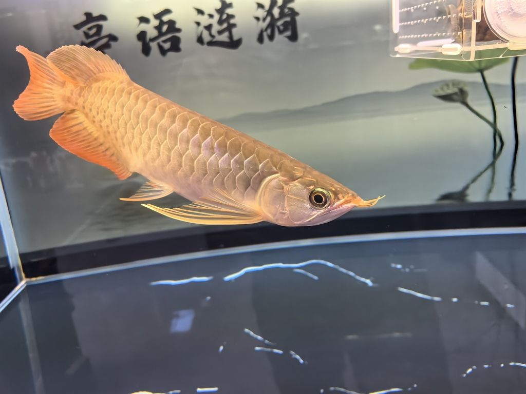 堅(jiān)持愛(ài)好！【每天早上各喂一次，早上飼料，晚上凍蝦小魚，虎魚一天一次】 觀賞魚論壇 第4張