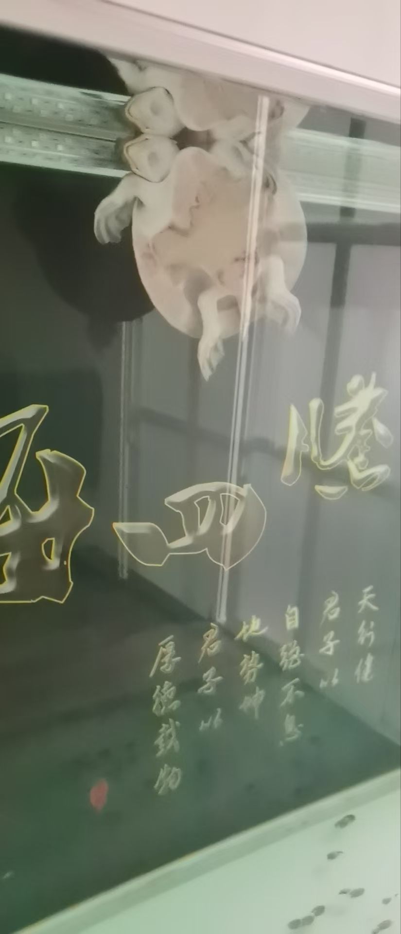 請(qǐng)問(wèn)豬鼻子怎么了這是？不愛(ài)動(dòng)，沒(méi)精神頭，不下沉了[yun][yun]【請(qǐng)問(wèn)豬鼻子怎么了這是?】 觀賞魚(yú)論壇