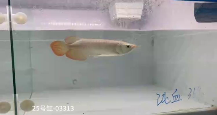 25號缸-印尼大湖純血小紅龍，越大越漂亮品種?！緷O場終身服務極致售后】