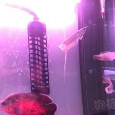 銀龍魚吃啥餌料【如何判斷銀龍魚是否喜歡某種特定的餌料？】 水族問答