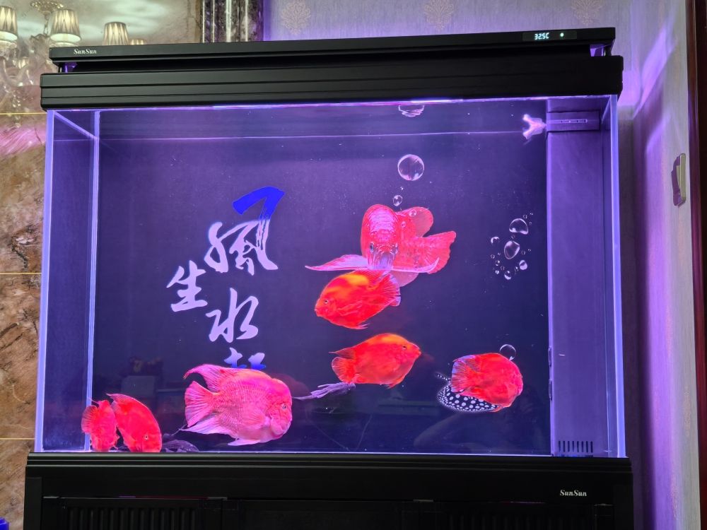 新添加的鸚鵡魚【五子登科評論：新添加五條鸚鵡魚,五子登科評論：棒】