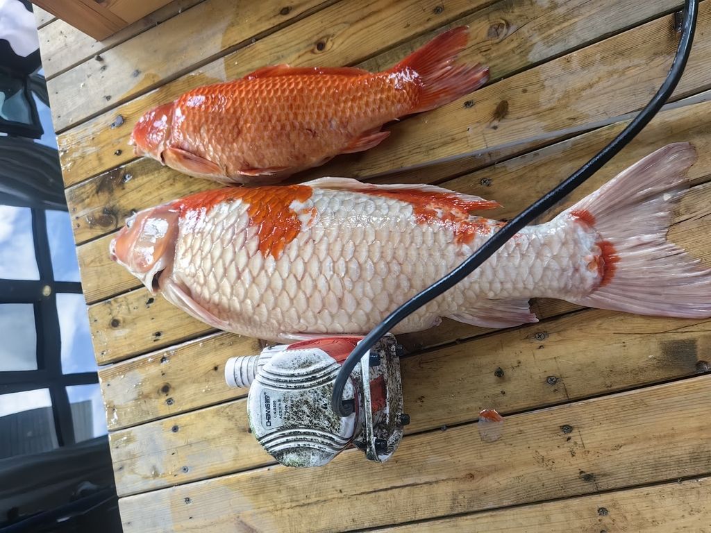 某些牌子還是得避雷啊【出去玩了十天，魚池水泵突然壞了】