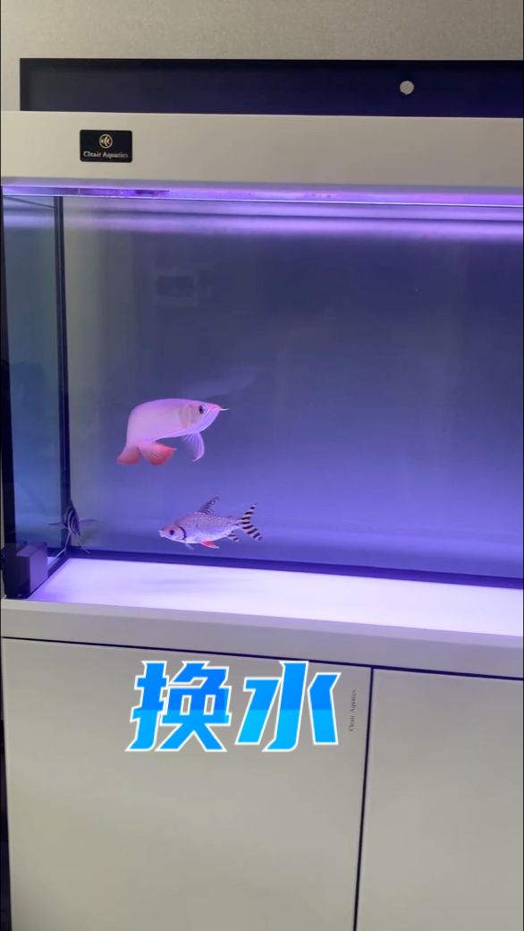 龍年養(yǎng)龍之換水篇【[deyi],707882582評論：半歲金龍魚】