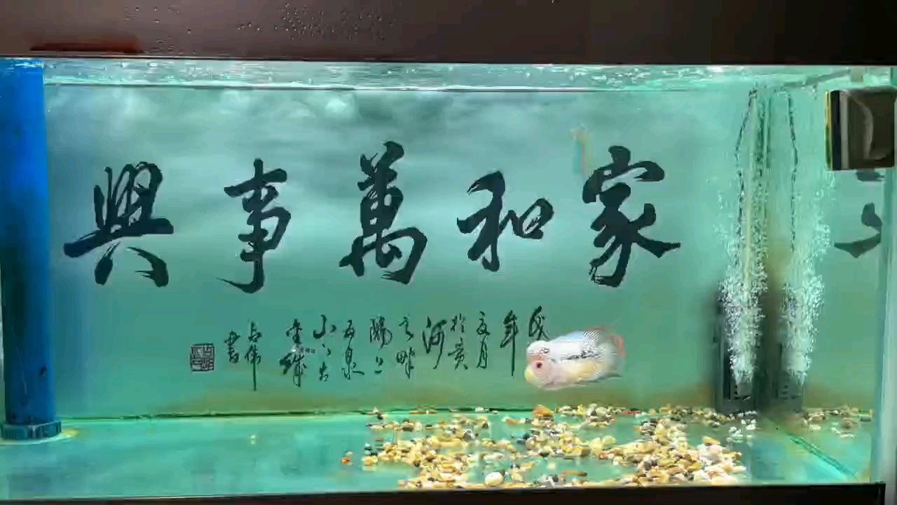 推薦一款羅漢魚(yú)飼料唄【張姜棍的飼料】