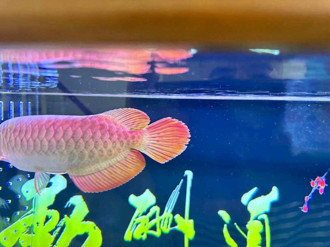 各位前輩：紅龍魚(yú)散尾是什么原因【各位前輩：紅龍魚(yú)散尾是什么原因昆weixin001評(píng)論】 觀賞魚(yú)論壇 第2張