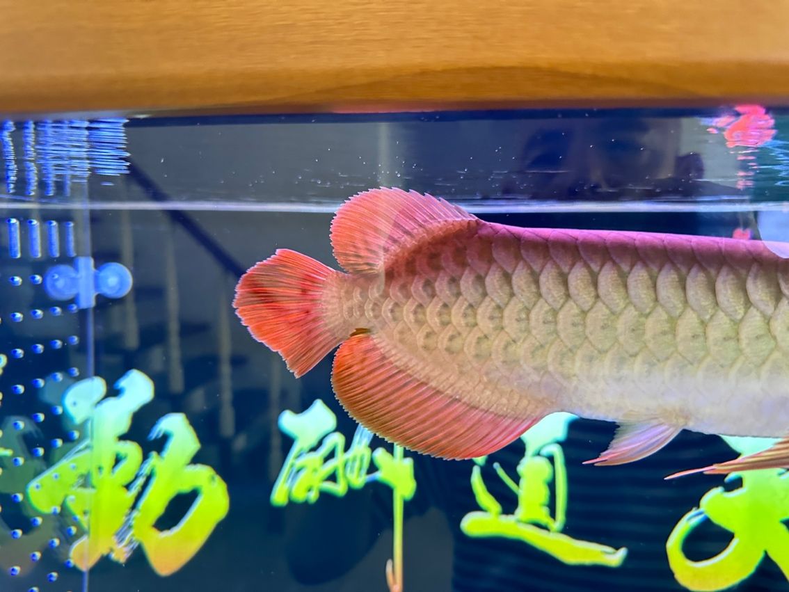 各位前輩：紅龍魚(yú)散尾是什么原因【各位前輩：紅龍魚(yú)散尾是什么原因昆weixin001評(píng)論】 觀賞魚(yú)論壇 第5張