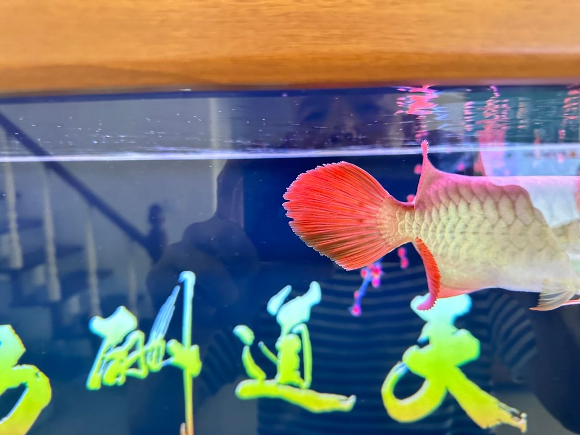 各位前輩：紅龍魚(yú)散尾是什么原因【各位前輩：紅龍魚(yú)散尾是什么原因昆weixin001評(píng)論】 觀賞魚(yú)論壇 第3張