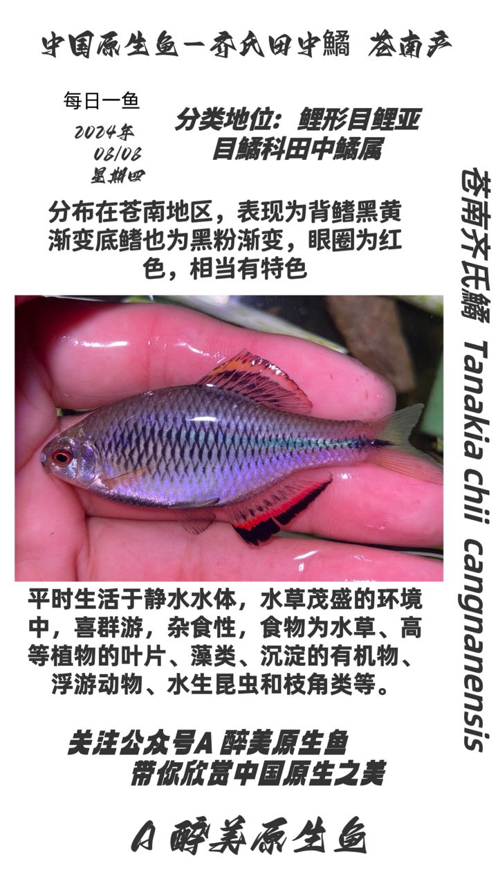 蒼南齊氏鱊【蒼南地區(qū)】 觀賞魚論壇