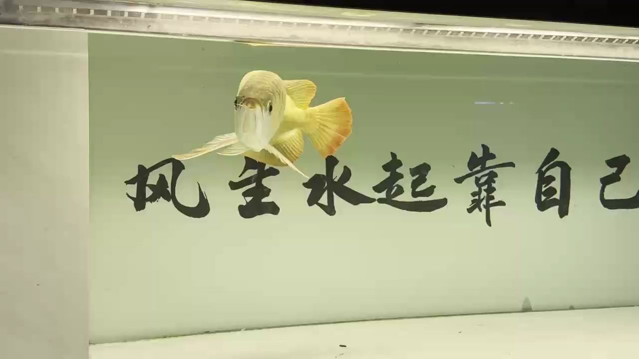 斯巴沃中部！【養(yǎng)魚的男人最帥】 觀賞魚論壇 第1張