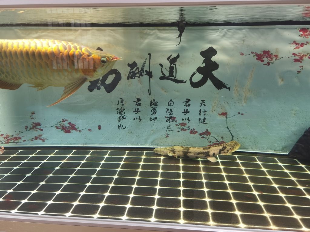 清道夫龍魚混養(yǎng)【清道夫龍魚和其他魚類混養(yǎng)時(shí)，它們之間會(huì)存在食物競爭嗎？】 觀賞魚論壇