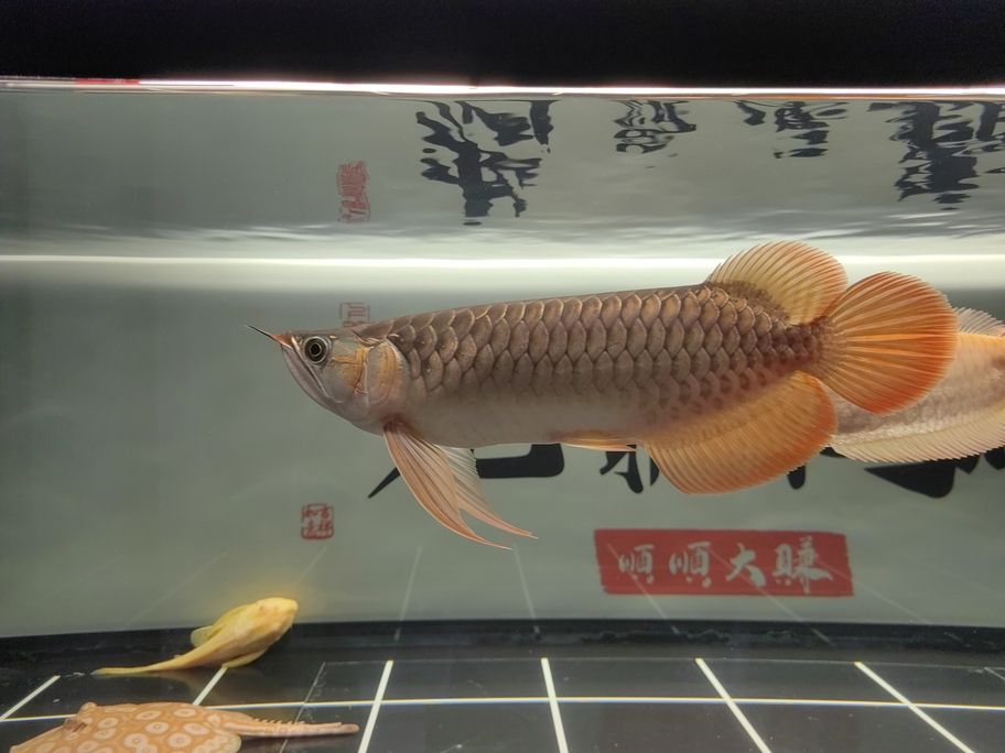 到家七個月對比圖【到家七個月對比圖,半歲金龍魚】 觀賞魚論壇 第1張