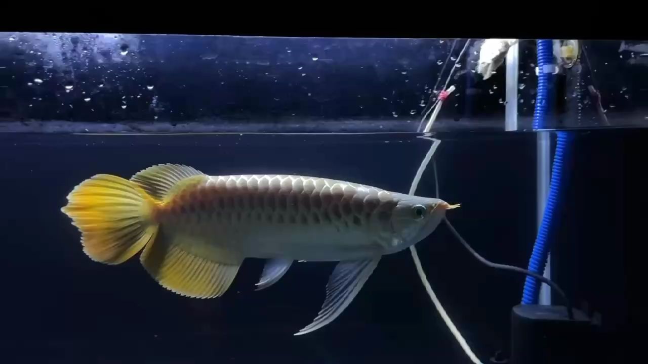 更新【更新在來條不一樣的頂尖文物級藏品,緣木襯魚】