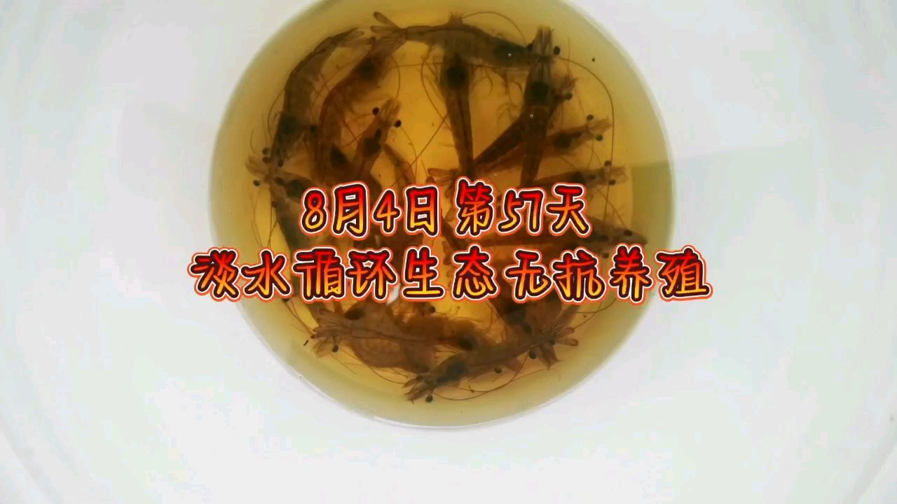 【草春分評(píng)論：魚(yú)好,龍巧兒】 觀賞魚(yú)論壇 第1張