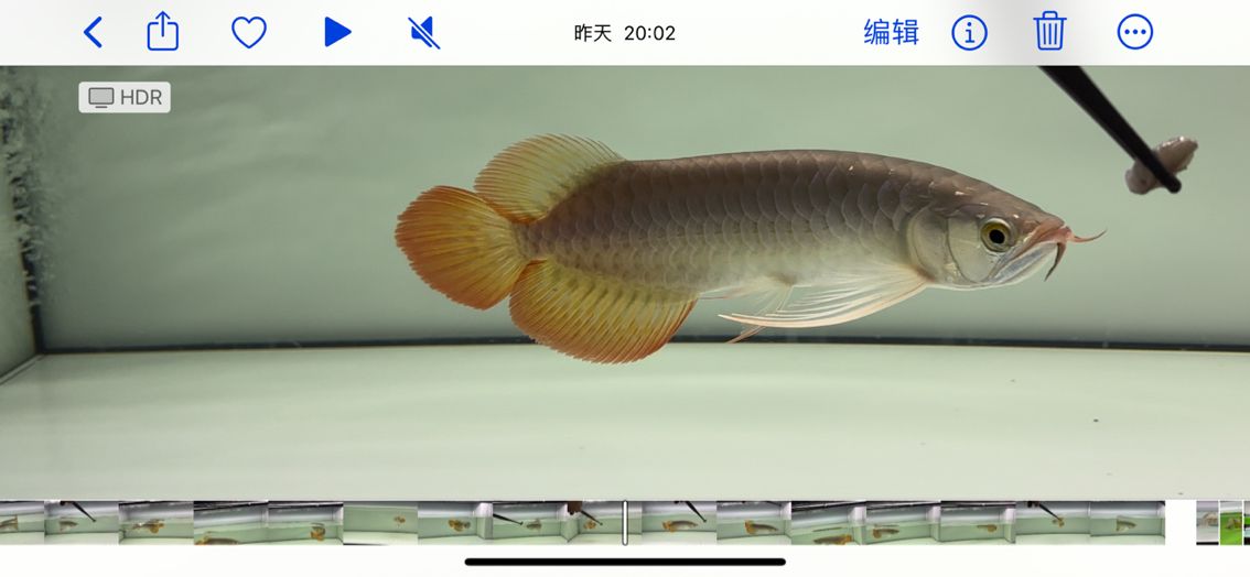 來一組照片！【五子登科評論：來一組照片,】 觀賞魚論壇 第2張