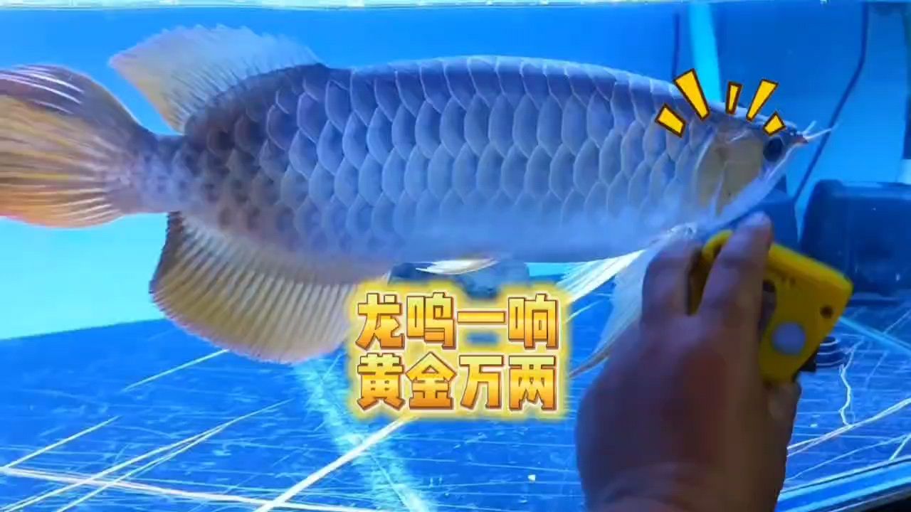 龍鳴一響，黃金萬(wàn)兩!【晚上逗龍魚很幸運(yùn)錄到龍魚叫聲(龍鳴)】 觀賞魚論壇