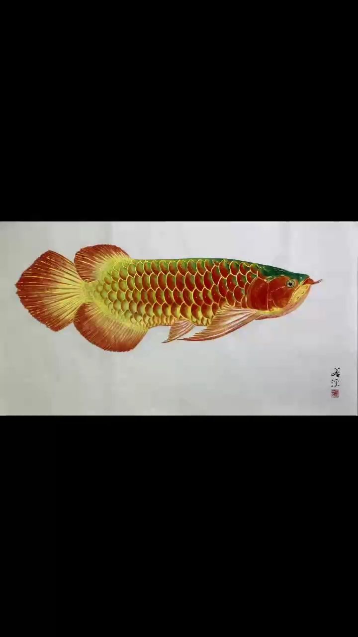 紅龍龍魚畫【[kafei],小魚慢慢養(yǎng)評(píng)論：金錢的味道】