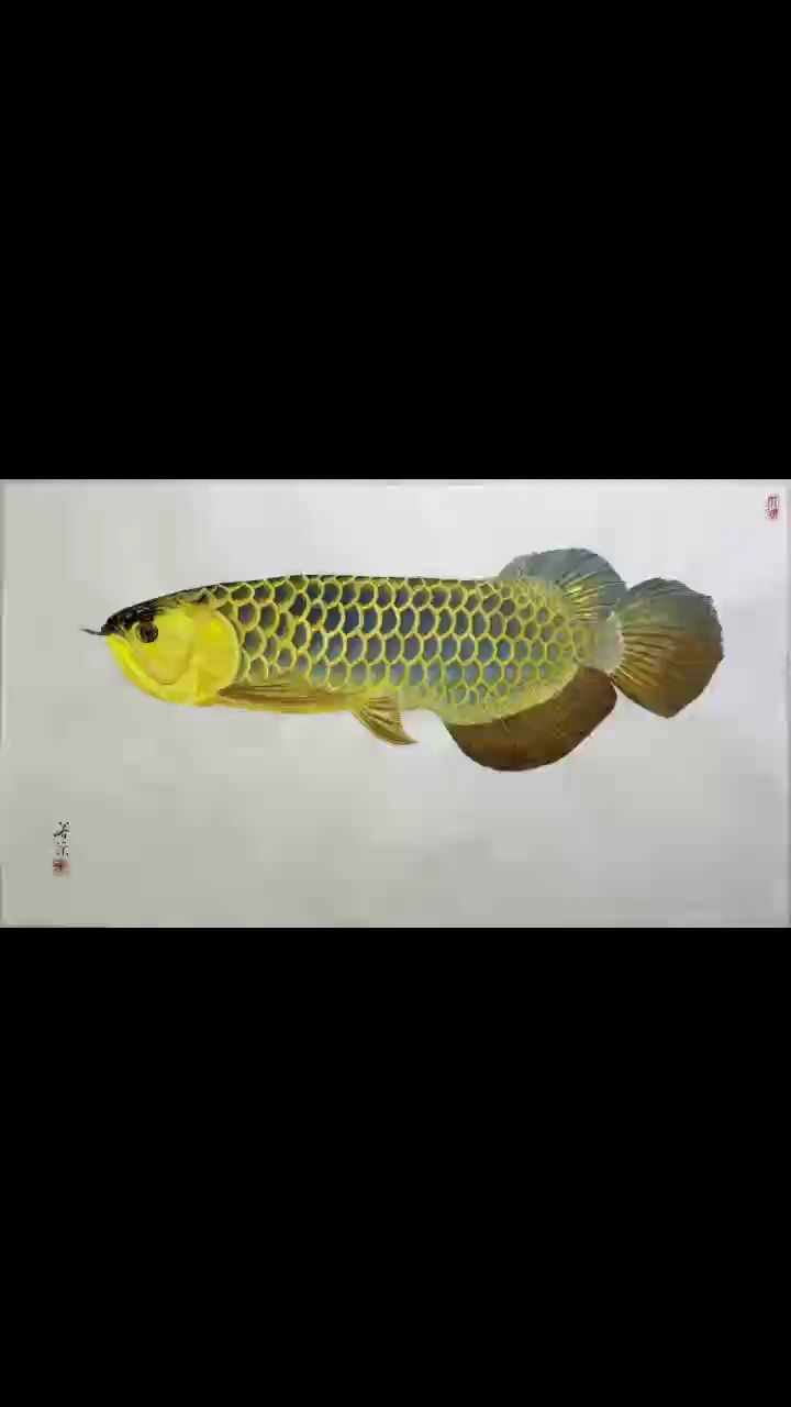 藍(lán)底過(guò)背金龍【[kafei],魚(yú)樂(lè)世界cyl評(píng)論：栩栩如生】