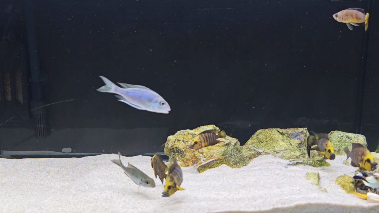 一缸小雜魚【閑來無事，看會兒魚】