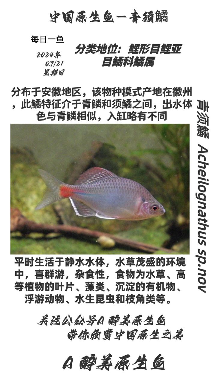 青須鱊【分布在安徽地區(qū)分布在安徽地區(qū)】 觀賞魚論壇