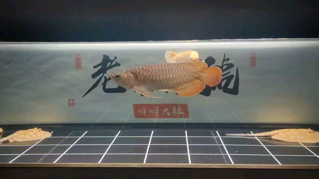 深夜賞魚(yú)【深夜賞魚(yú),這可咋001評(píng)論：uryretotuuu_】 觀(guān)賞魚(yú)論壇