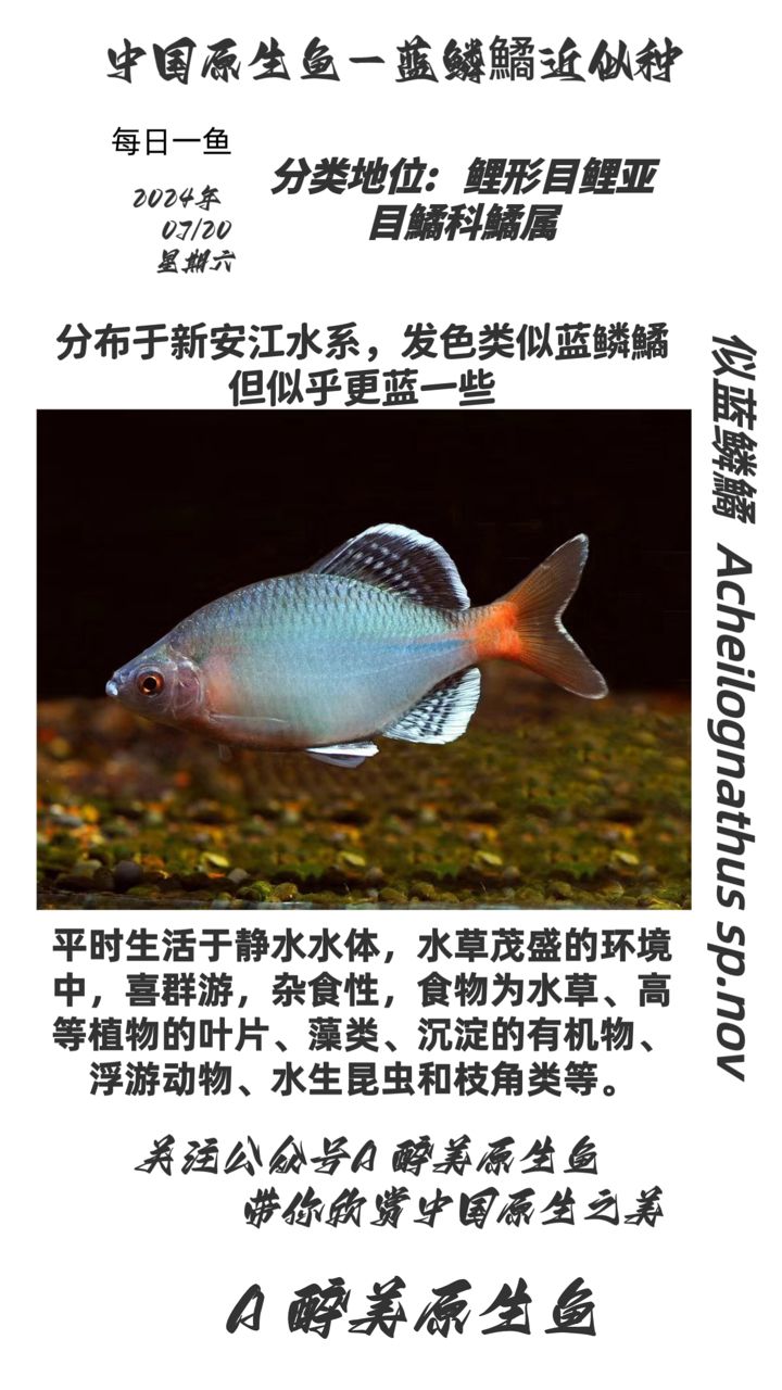 似藍(lán)鱗鱊【分布在新安江水系】 觀賞魚論壇