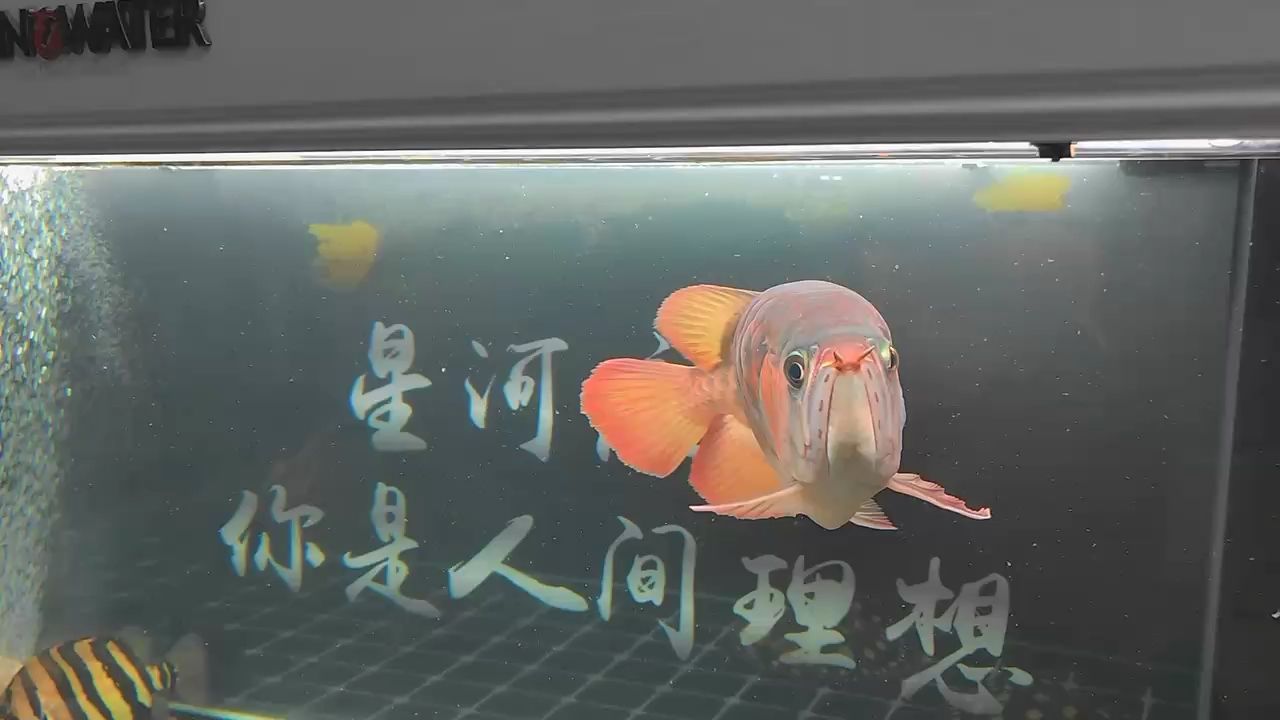 一【被養(yǎng)魚(yú)耽誤的建筑師】