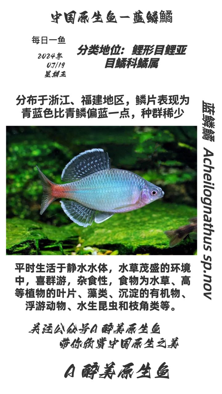 藍鱗鱊【五子登科評論：浙江、福建,五子登科評論：6】 觀賞魚論壇