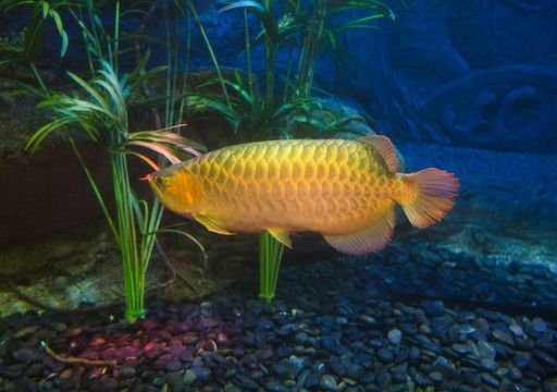 紅尾金龍魚幼魚圖片【紅尾金龍魚幼魚幼魚的挑選紅尾金龍魚幼魚的挑選注意事項】