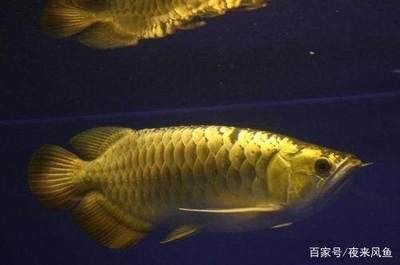 金龍魚猜一生肖【金龍魚與十二生肖的關(guān)系】