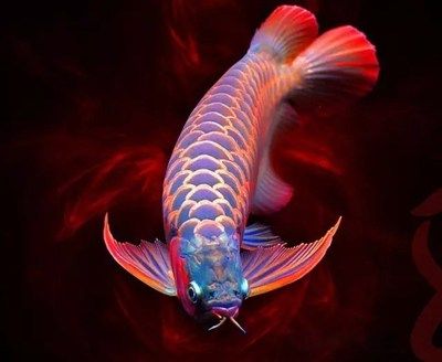 紅龍魚死了預(yù)示著什么【紅龍魚死亡與風(fēng)水的關(guān)系】 龍魚百科 第1張