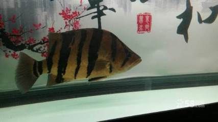 佳木斯龍魚【佳木斯龍魚的市場價格】