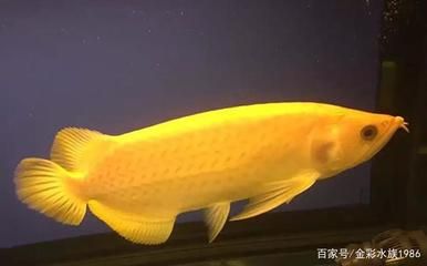 黃化龍魚【養(yǎng)殖黃化龍魚需要注意的事項】 龍魚百科 第2張