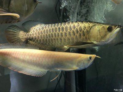 黃化龍魚【養(yǎng)殖黃化龍魚需要注意的事項】 龍魚百科 第5張