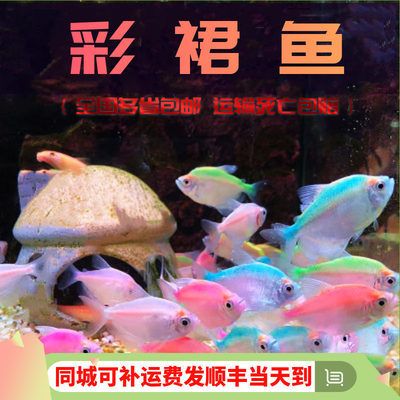 虎皮魚和曼龍魚能一起養(yǎng)嗎【如何判斷虎皮魚和曼龍魚是否適合混養(yǎng)】 龍魚百科 第5張