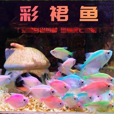 虎皮魚和曼龍魚能一起養(yǎng)嗎【如何判斷虎皮魚和曼龍魚是否適合混養(yǎng)】 龍魚百科 第4張