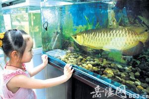 金龍魚扒缸底【金龍魚扒缸底的原因】 龍魚百科 第3張