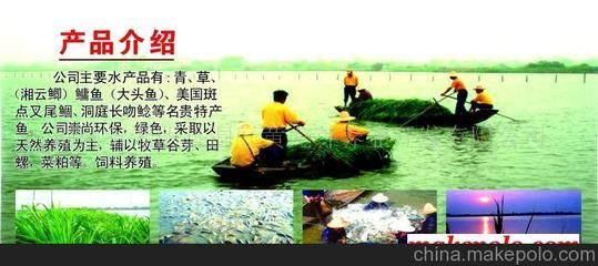 黃龍魚淡水【黃龍魚淡水養(yǎng)殖】 龍魚百科 第5張