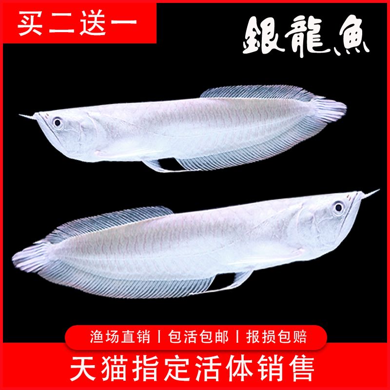 金龍魚22厘米有的很金有的沒【金龍魚的金色表現(xiàn)】 龍魚百科 第1張