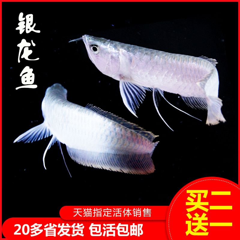 金龍魚22厘米有的很金有的沒【金龍魚的金色表現(xiàn)】 龍魚百科 第4張