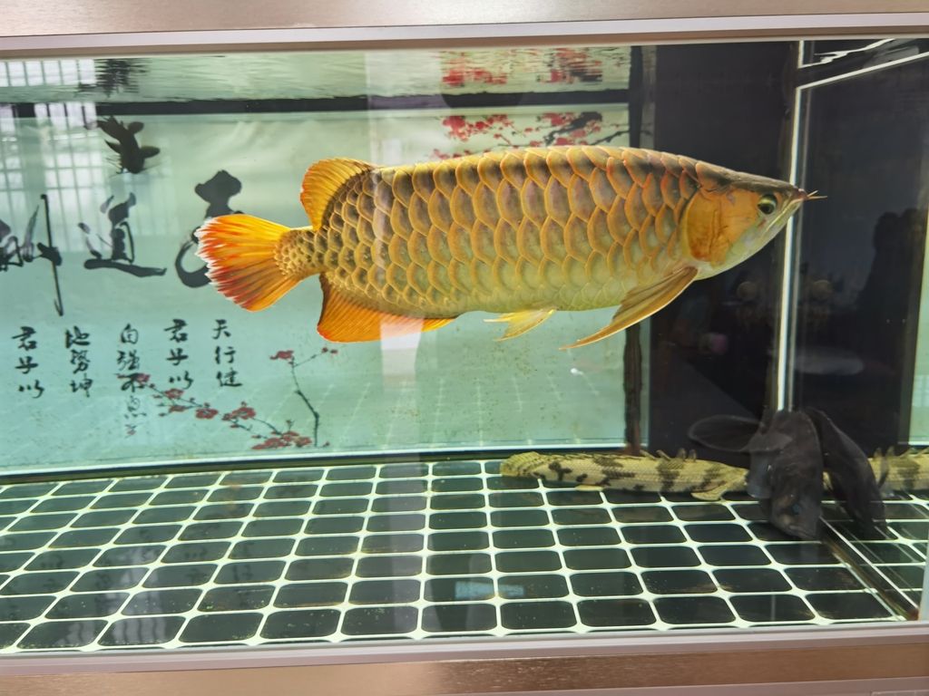 【不會養(yǎng)魚評論：不太會養(yǎng)魚評論：不太會養(yǎng)魚】 觀賞魚論壇 第1張