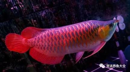 紅龍魚(yú)死亡前兆【如何判斷紅龍魚(yú)即將死亡】 龍魚(yú)百科 第5張