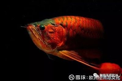 加里曼丹龍魚的特點【加里里曼丹龍魚的特點】 龍魚百科 第4張