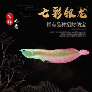 黃化銀龍魚為什么 比金龍魚便宜【黃化銀龍魚為什么比金龍魚便宜】